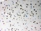 Anti-SF2 Picoband Antibody